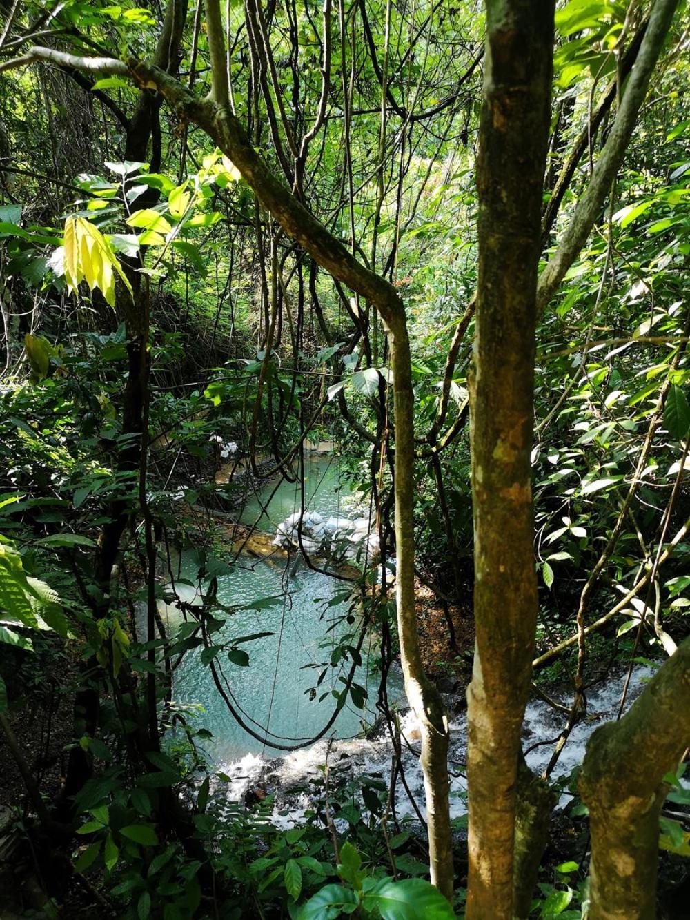 Thejungleguide - Lodges & Treks Bukit Lawang Exterior photo