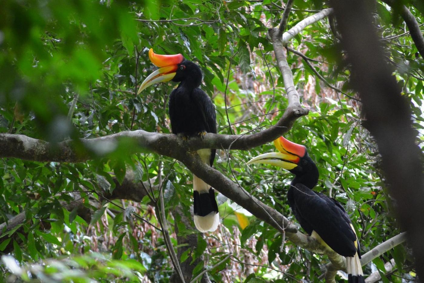 Thejungleguide - Lodges & Treks Bukit Lawang Exterior photo