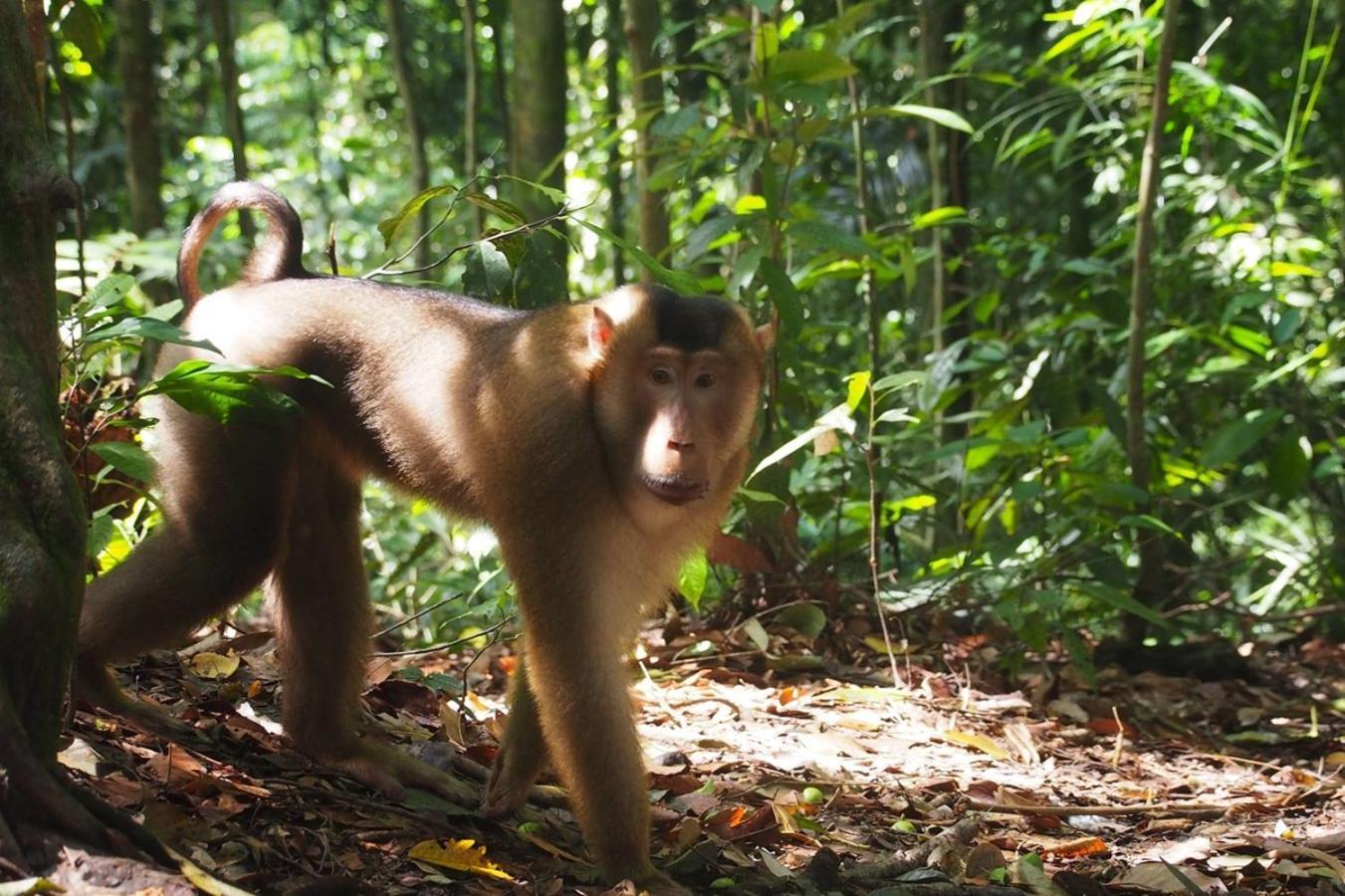 Thejungleguide - Lodges & Treks Bukit Lawang Exterior photo