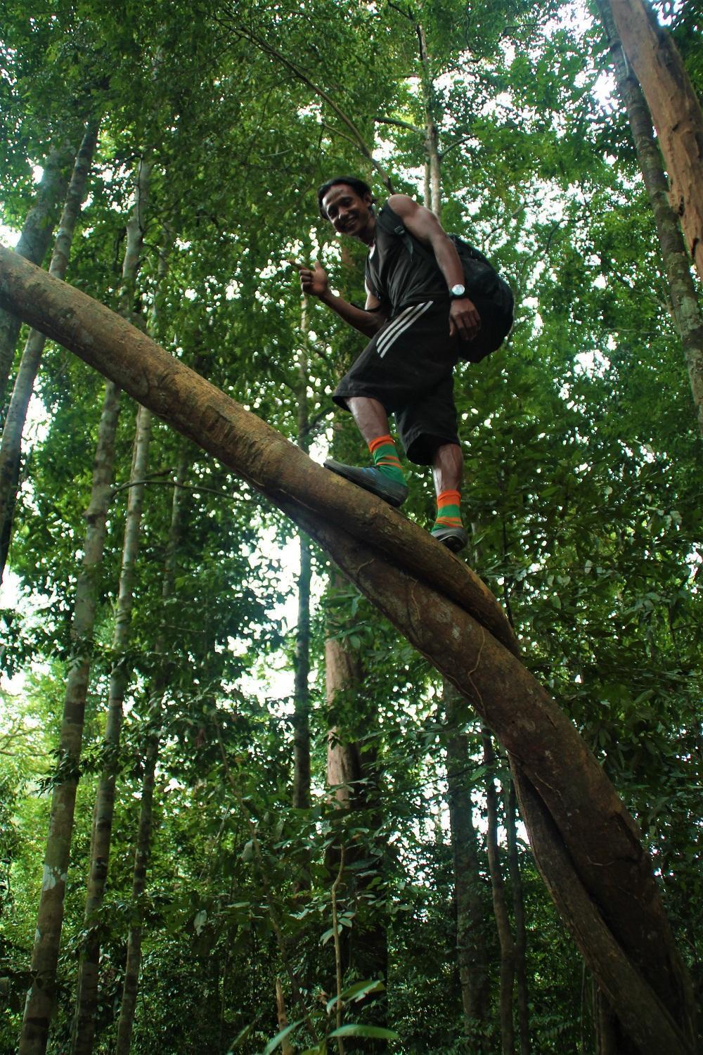 Thejungleguide - Lodges & Treks Bukit Lawang Exterior photo