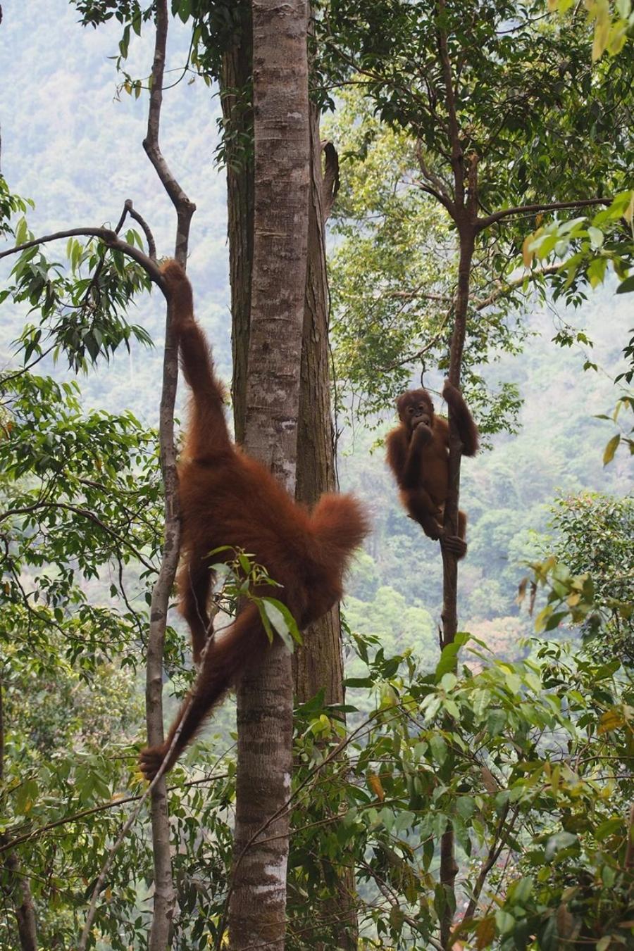 Thejungleguide - Lodges & Treks Bukit Lawang Exterior photo